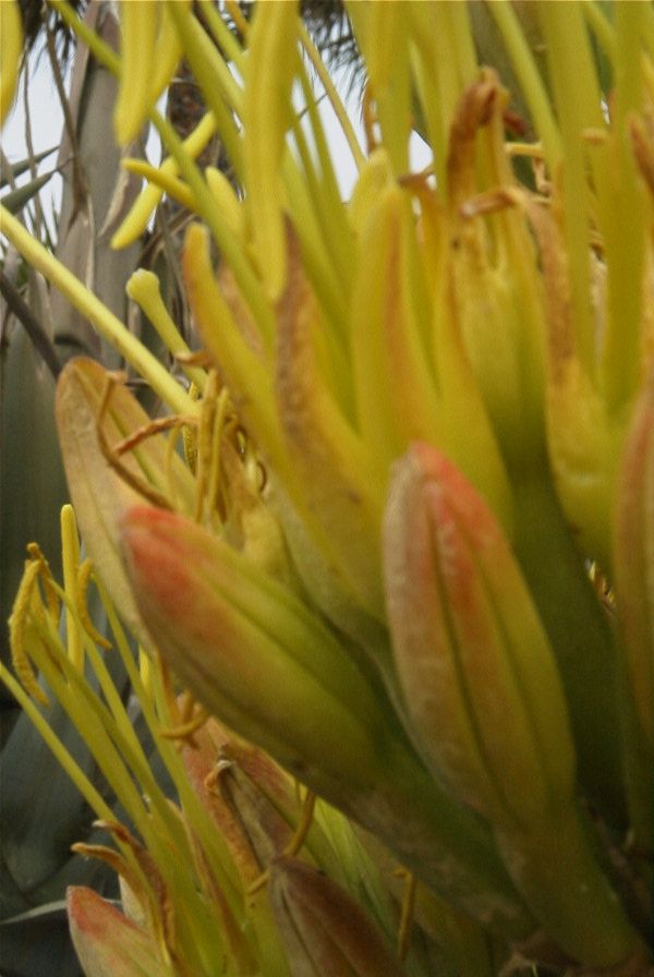 2006-04-09-030-Agave-Americana