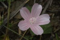2006-04-11-008-Mallow