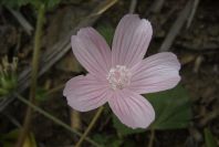 2006-04-11-009-Mallow