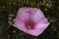 2006-04-11-010-Convolvulus