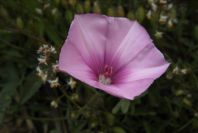 2006-04-11-011-Convolvulus