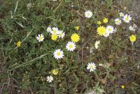 2006-04-11-014-Dasies