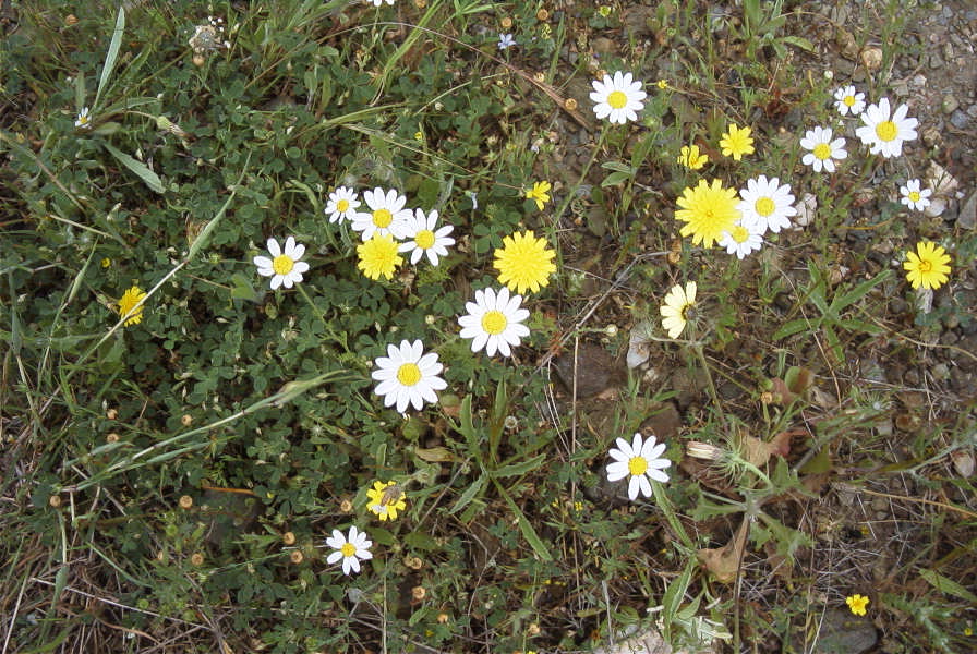 2006-04-11-014-Dasies