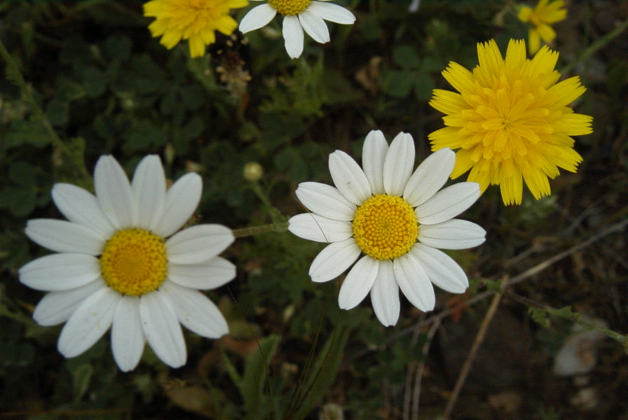 2006-04-11-015-Dasies