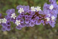 2006-04-11-016-Limonium