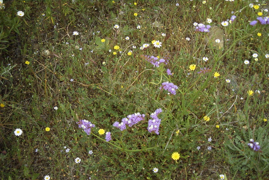 2006-04-11-017-Limonium