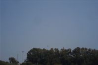 2006-04-13-005-Bee-eater