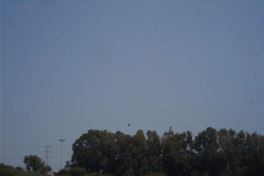 2006-04-13-005-Bee-eater