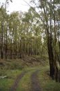 2006-04-15-004-Eucalyptus