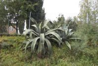 2006-04-15-006-Agave-Americana