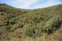 2006-04-15-008-Cistus