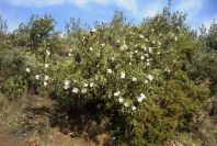 2006-04-15-009-Cistus