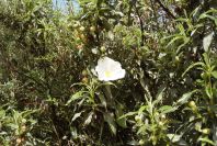 2006-04-15-010-Cistus