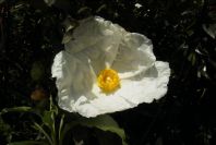 2006-04-15-011-Cistus