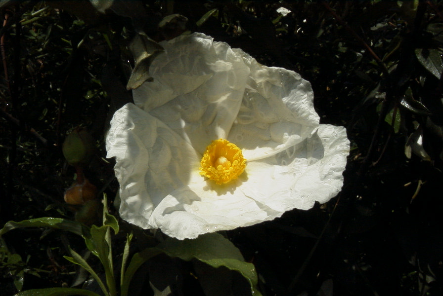 2006-04-15-011-Cistus