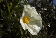 2006-04-15-012-Cistus