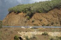 2006-04-15-017-Sheep