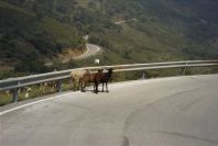 2006-04-15-019-Sheep