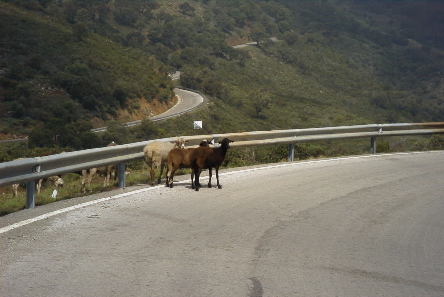 2006-04-15-019-Sheep