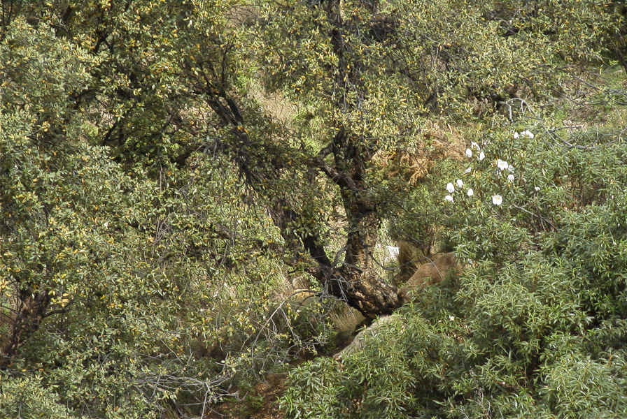 2006-04-15-020-Sheep