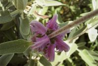 2006-04-15-025-Phlomis