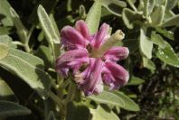 2006-04-15-026-Phlomis