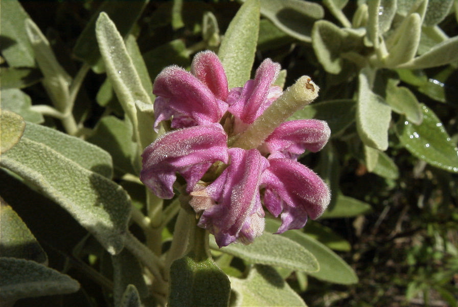 2006-04-15-026-Phlomis
