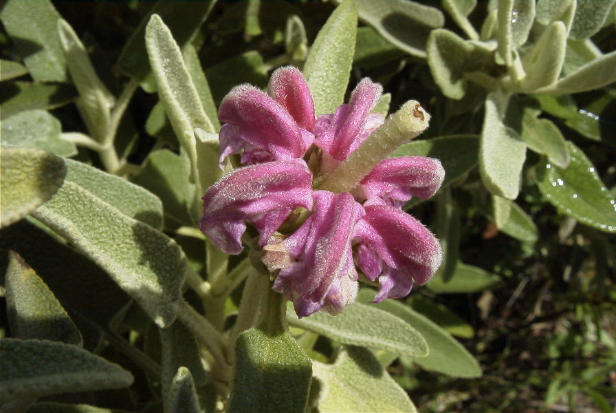 2006-04-15-027-Phlomis