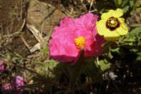2006-04-15-028-Cistus