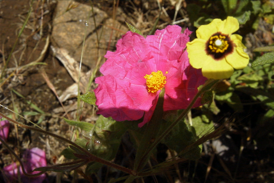 2006-04-15-028-Cistus