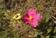 2006-04-15-029-Cistus