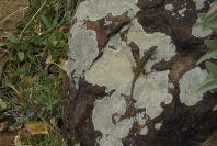 2006-04-15-030-Salamander