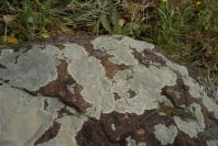 2006-04-15-031-Salamander