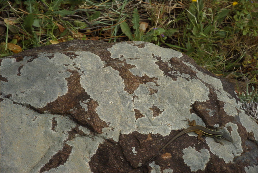 2006-04-15-031-Salamander