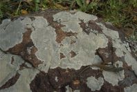 2006-04-15-032-Salamander