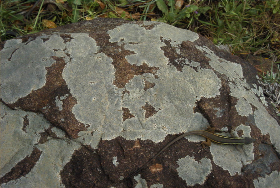 2006-04-15-032-Salamander