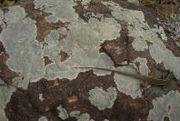 2006-04-15-033-Salamander