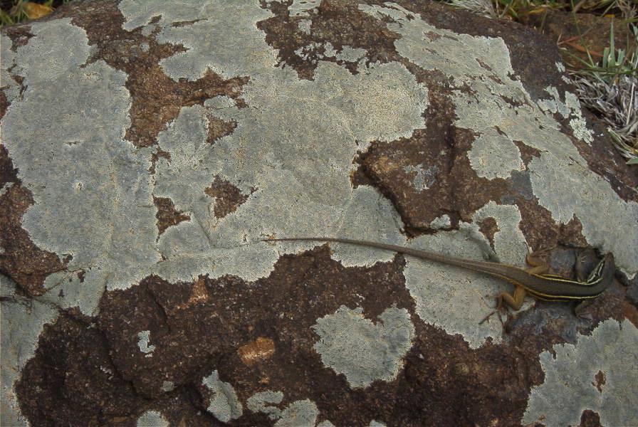 2006-04-15-033-Salamander