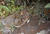 2006-04-15-034-Salamander