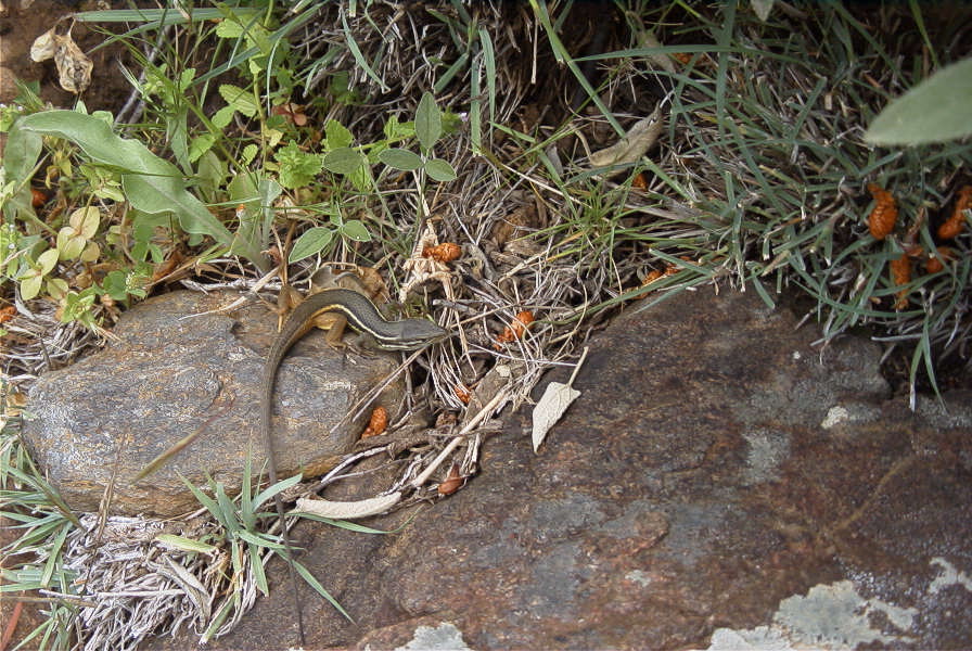 2006-04-15-034-Salamander