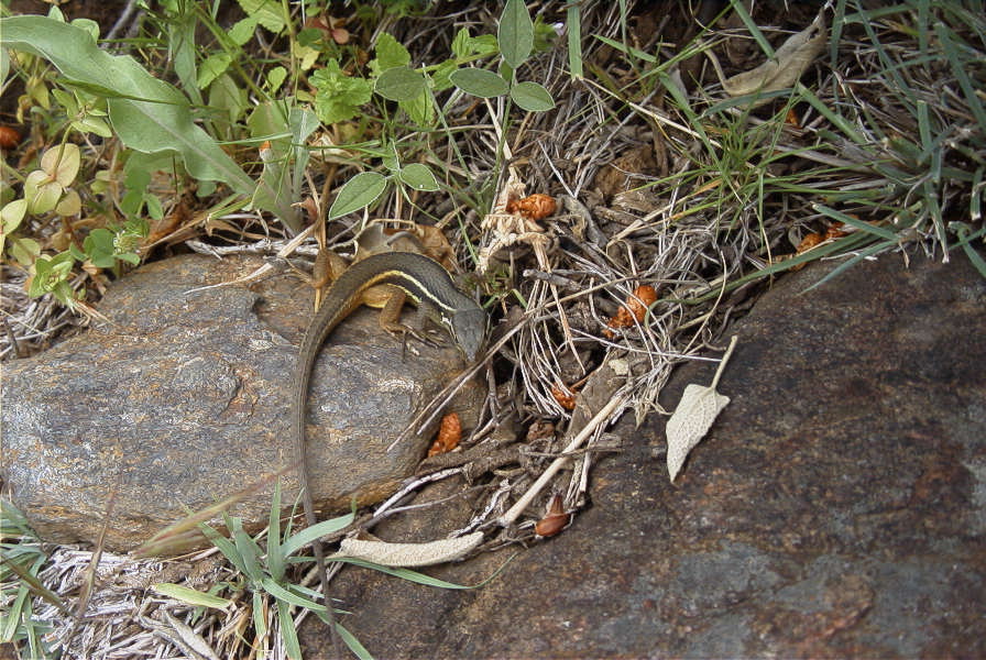 2006-04-15-035-Salamander