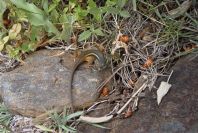 2006-04-15-036-Salamander