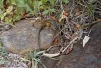 2006-04-15-037-Salamander