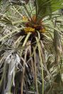 2006-04-15-041-Fan-Palm