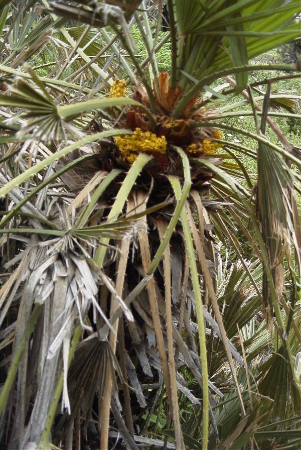 2006-04-15-041-Fan-Palm