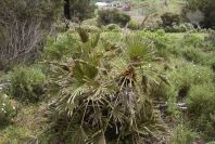 2006-04-15-042-Fan-Palm