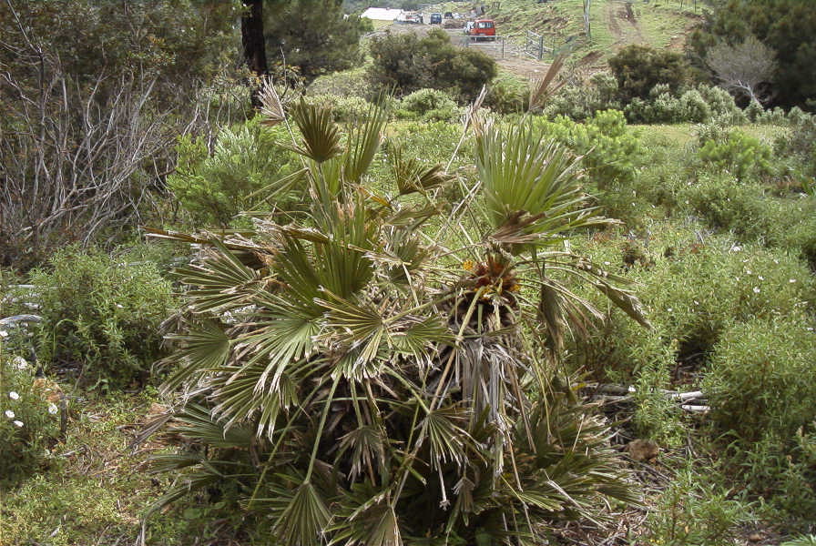 2006-04-15-042-Fan-Palm