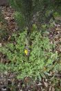 2006-04-15-043-Limodorum