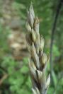 2006-04-15-044-Limodorum