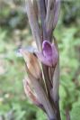 2006-04-15-047-Limodorum